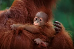 Transmettre au WWF : Quelle planète voulons-nous laisser aux générations futures ?